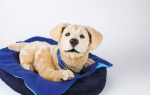 Czy szklankę wody poda nam robot, a towarzystwa dotrzyma robotyczny pies??